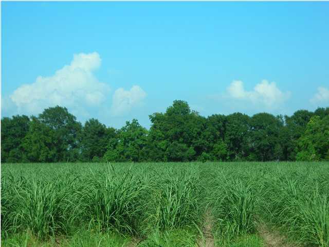A Fremin Road New Iberia, LA 70560 - Photo 1 of 2 Primary Photo