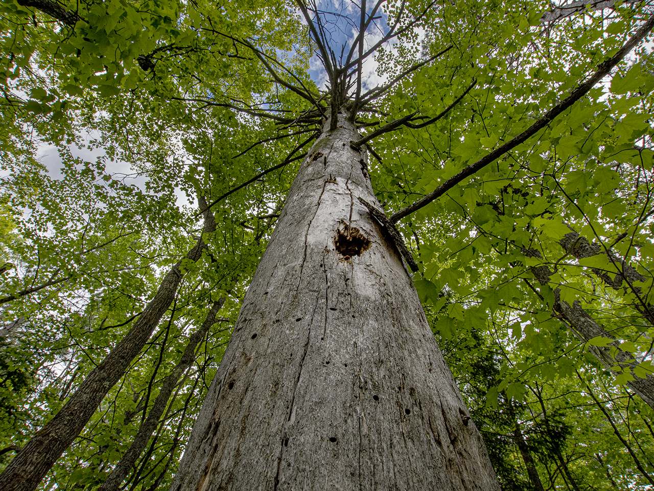 Off Carlson Road Land O'Lakes, WI 54540 - Photo 6 of 15 Gallery Image 6