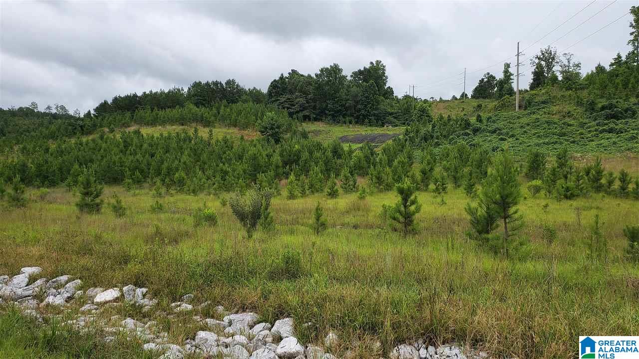 0 County Road 270 Montevallo, AL 35115 - Photo 3 of 9