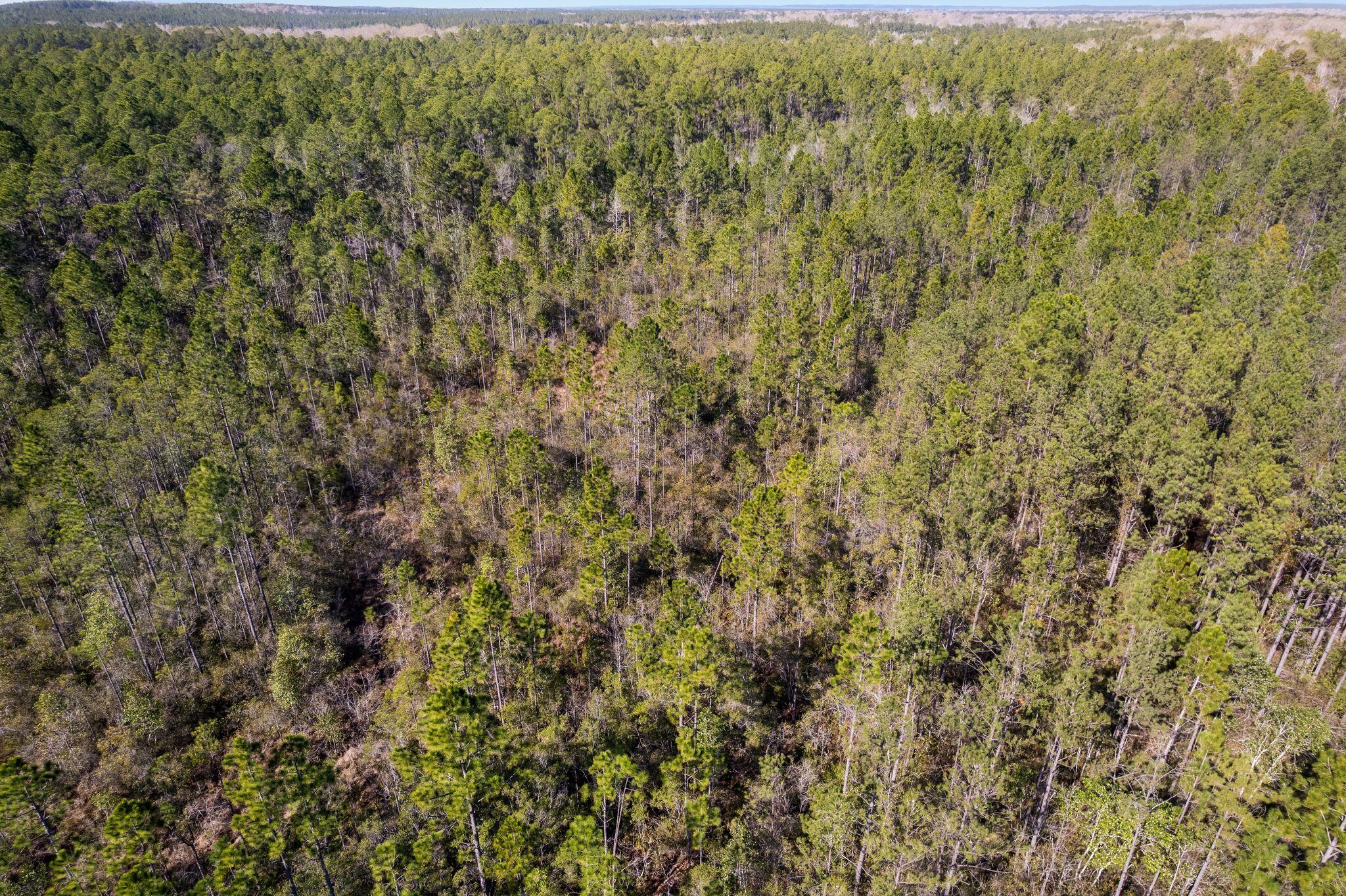 301 Woods Road Lucedale, MS 39452 - Photo 9 of 17 Woods_Road-10