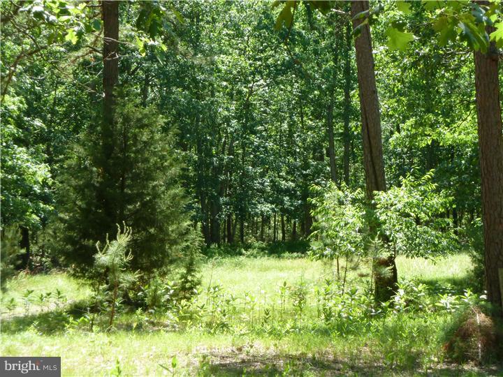 346 Atsion Road Shamong, NJ 08088 - Photo 18 of 18 Back Yard