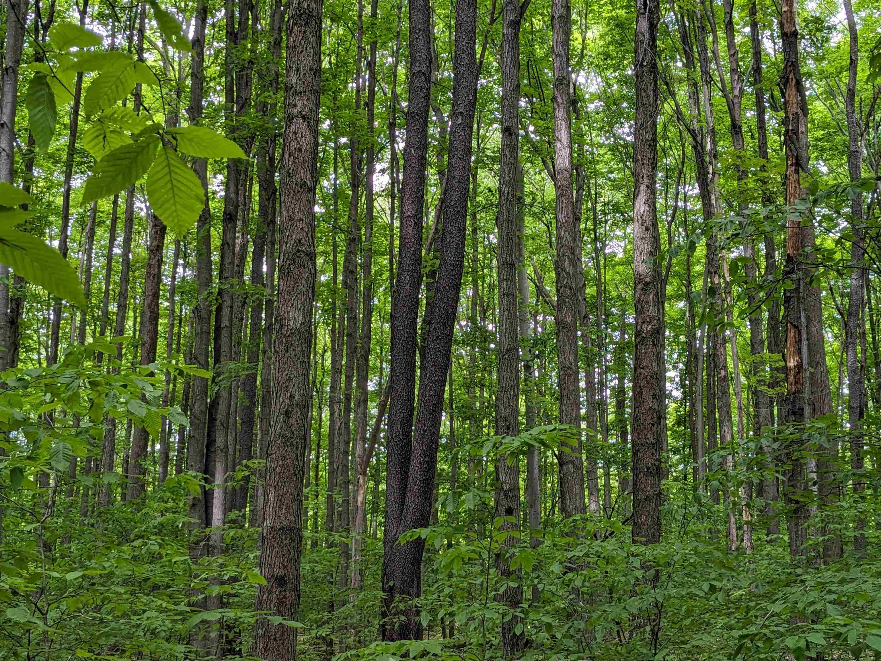 0 East 26 Road Cadillac, MI 49601 - Photo 10 of 15