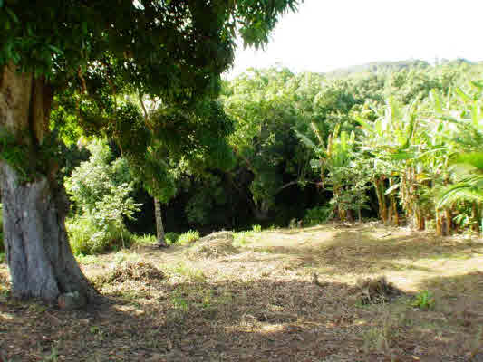 6751 P Koolau Road Kilauea, HI 96754 - Photo 3 of 5 a view of a yard covered in snow
