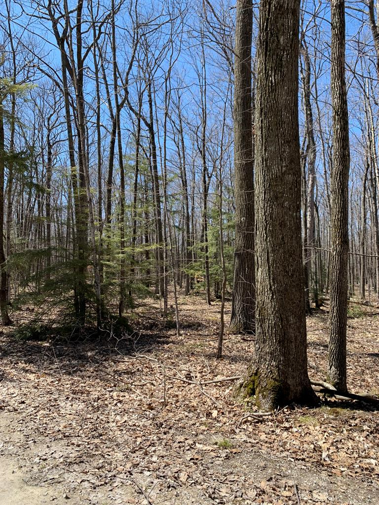 Lot 1 Birch Lane Reedsville, WI 54230 - Photo 3 of 3