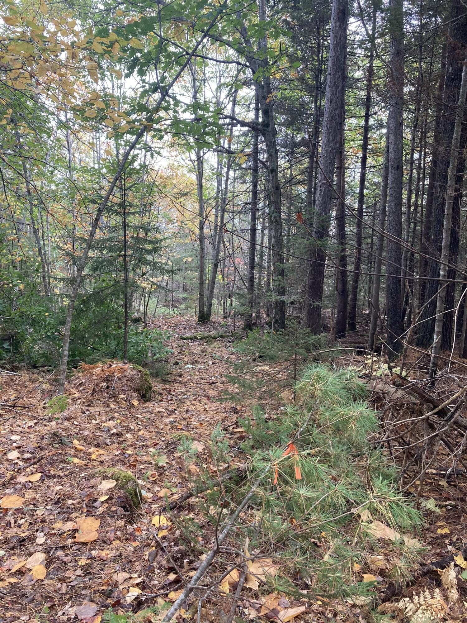 73 Ferry Road Stockton Springs, ME 04981 - Photo 6 of 14 lot