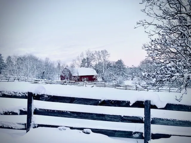 a view of a bunch of trees in background