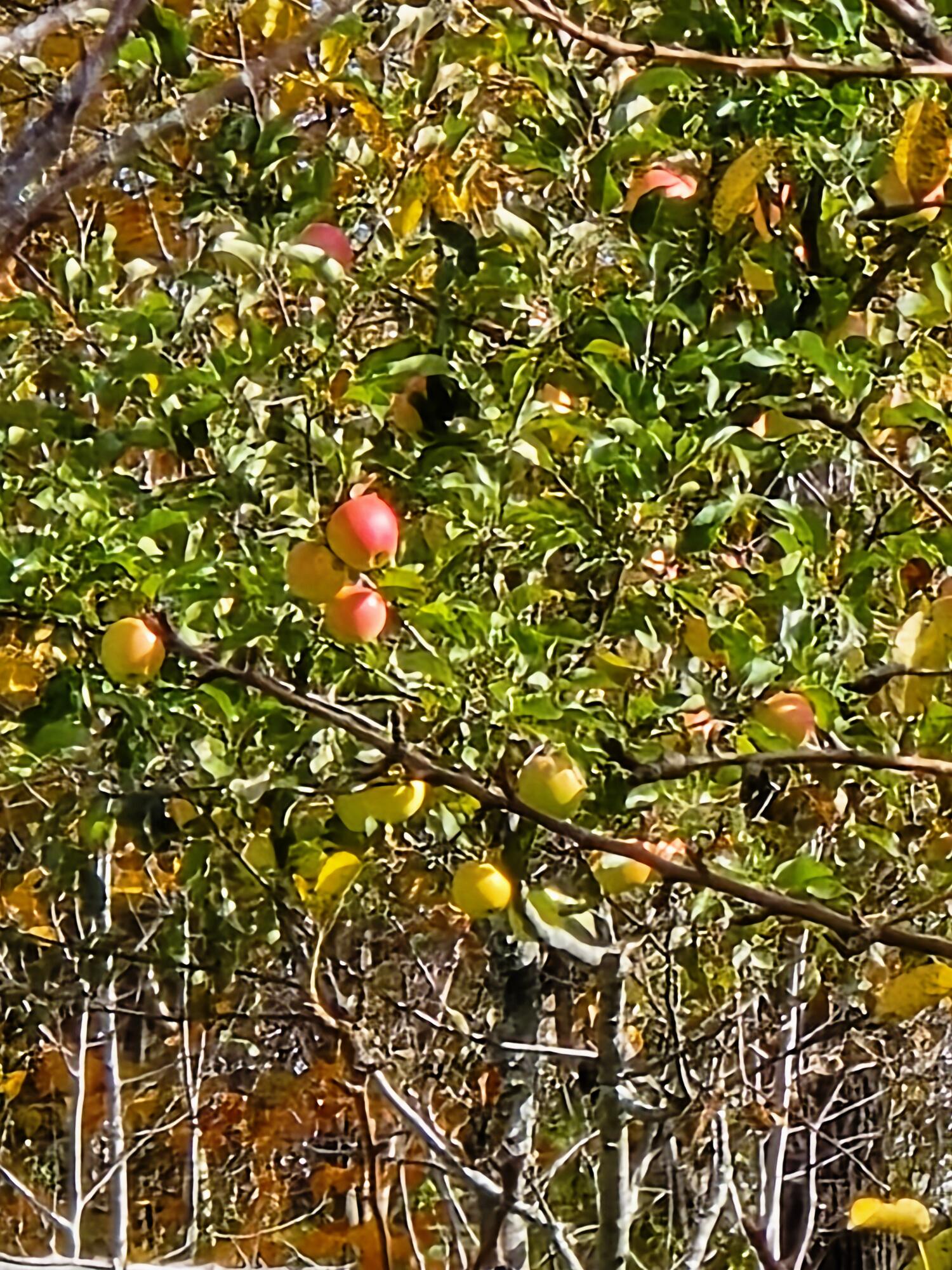 136 Palmer Road Thorndike, ME 04986 - Photo 81 of 85 Fruit Trees