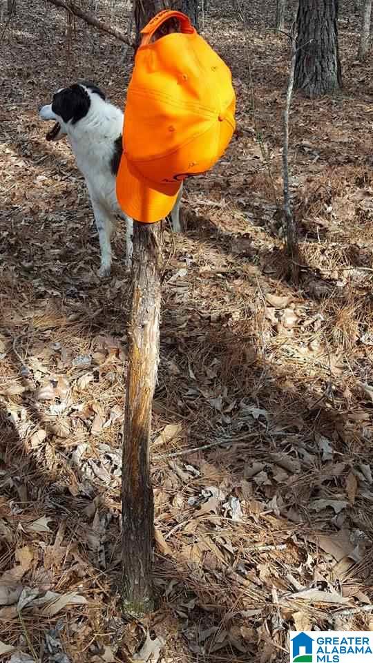 79 Highway 79, Unit 43 Remlap, AL 35133 - Photo 4 of 6