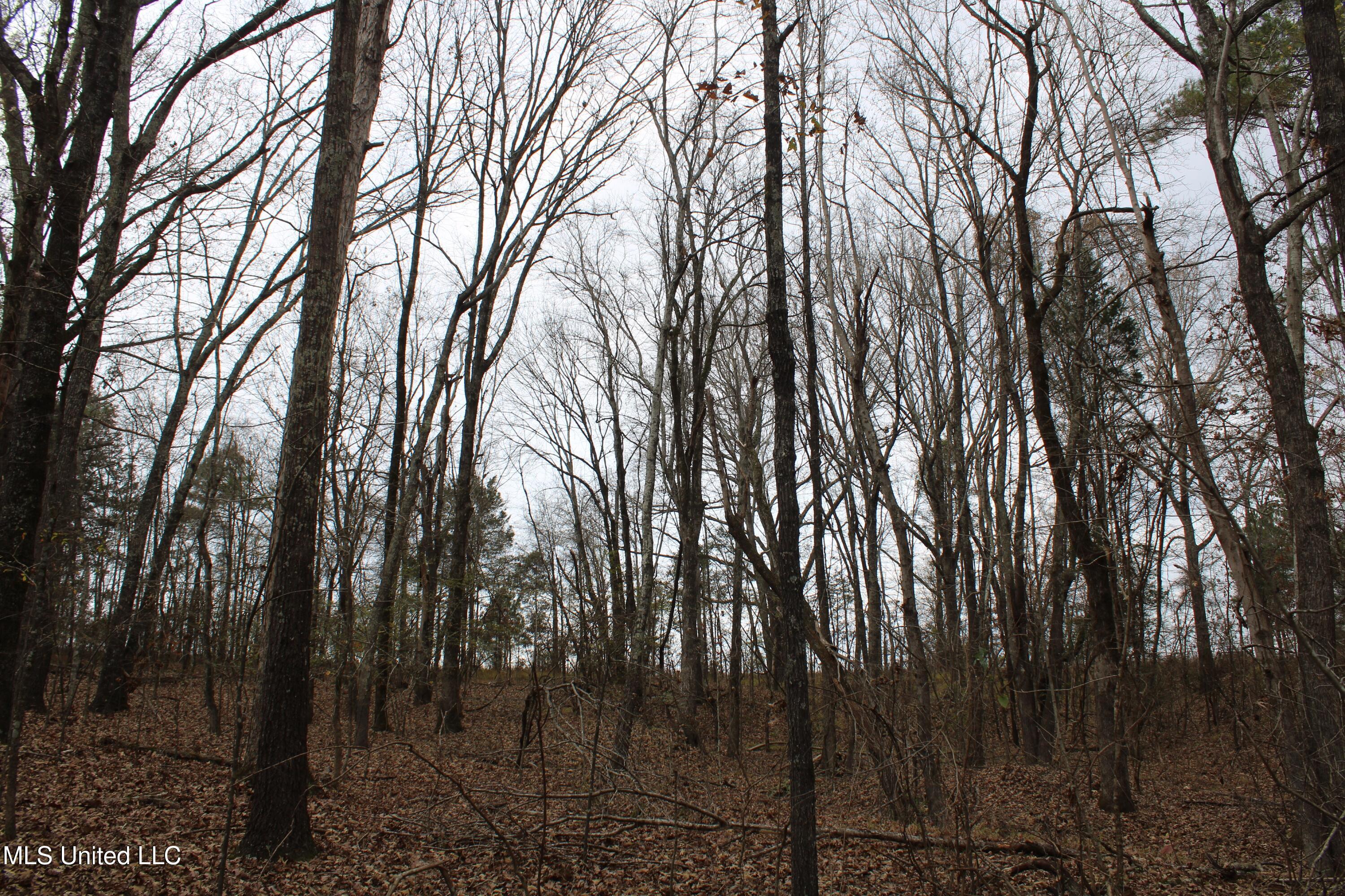 200 Davis Road Byhalia, MS 38611 - Photo 12 of 37 IMG_6955