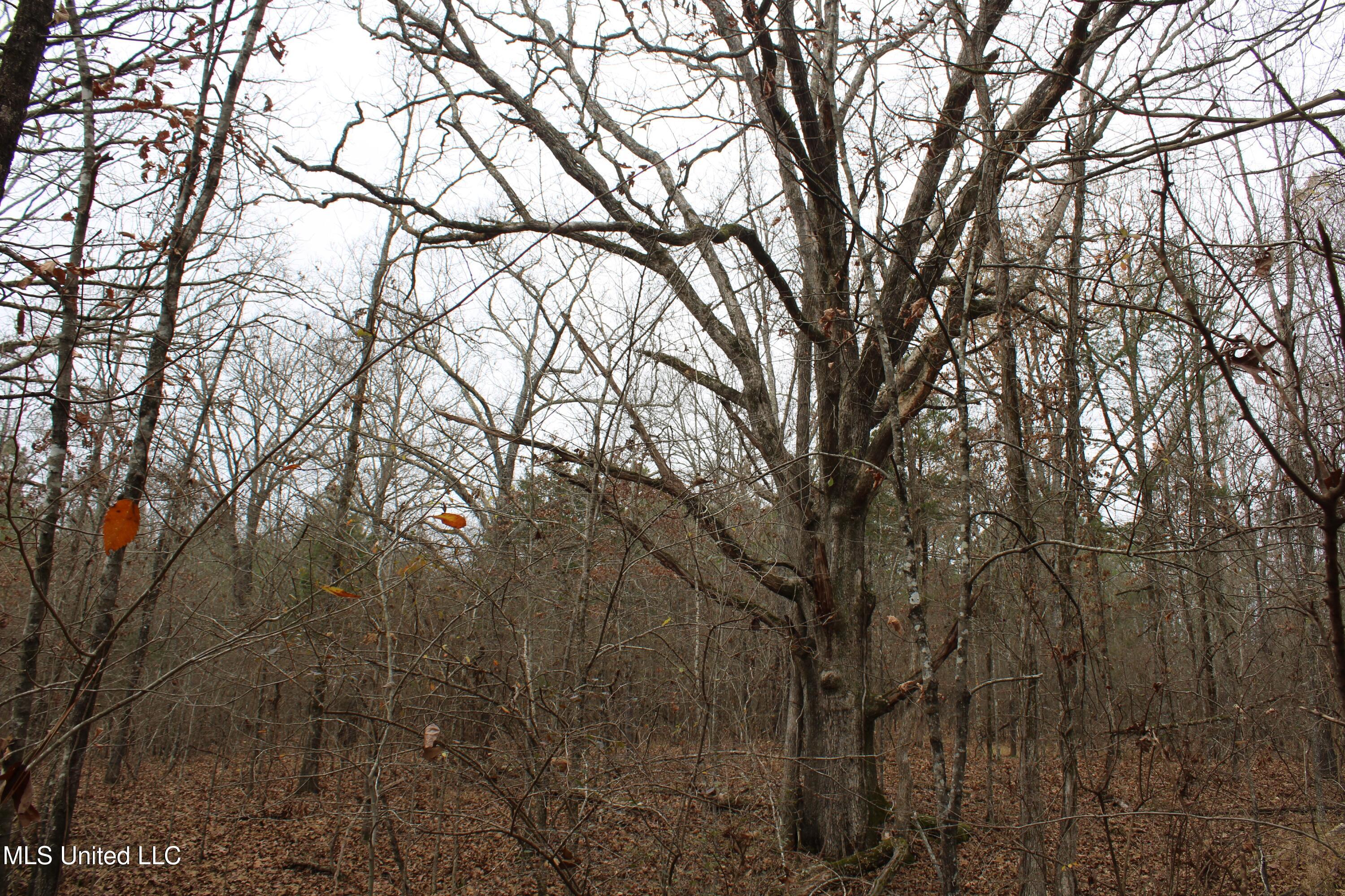 200 Davis Road Byhalia, MS 38611 - Photo 33 of 37 IMG_6972