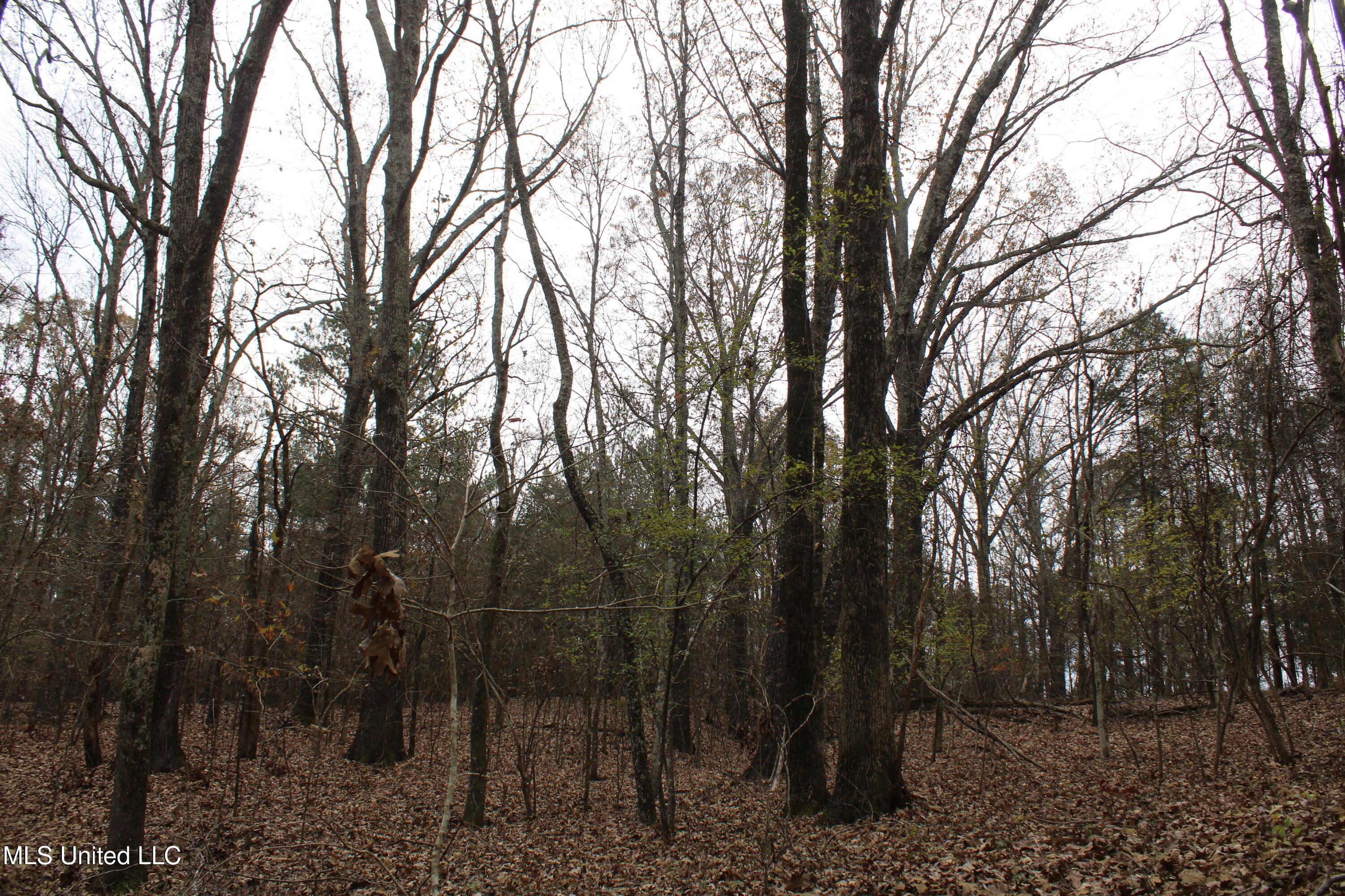 200 Davis Road Byhalia, MS 38611 - Photo 10 of 37 IMG_6953
