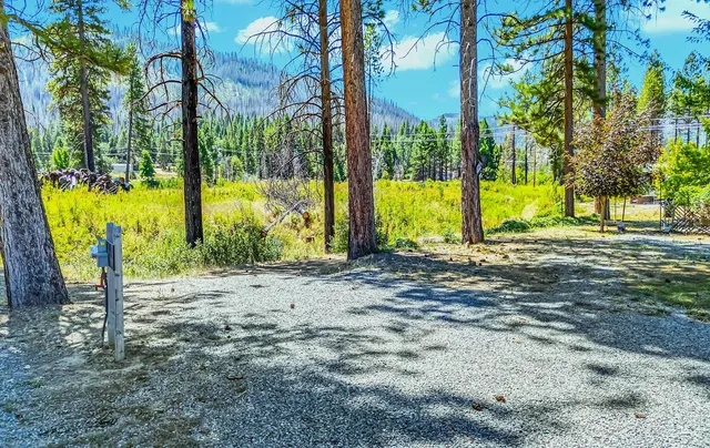 a view of park with large trees