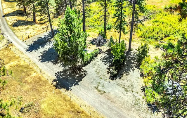 a view of a tree in a yard with a tree