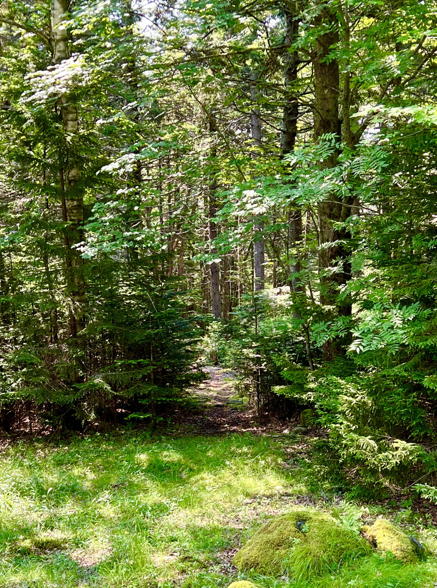 56 Dodge Point Road Tremont, ME 04612 - Photo 2 of 26 Wooded land