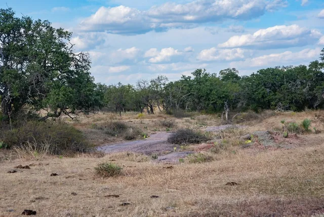 a view of a forest with trees in back