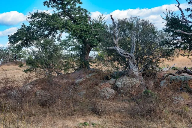 a view of a forest with trees in the background