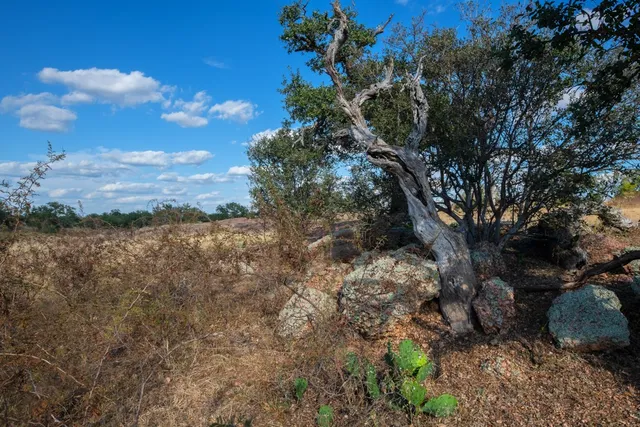a view of a yard with a tree