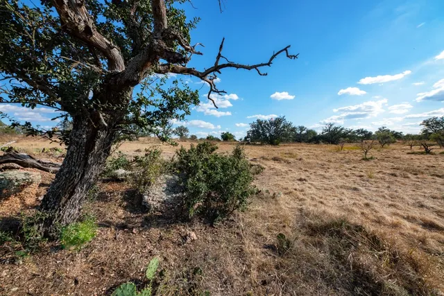 a view of a lake with a tree