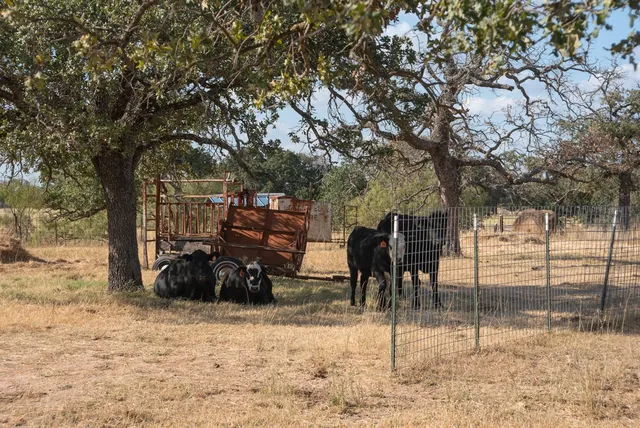 a view of backyard of the house