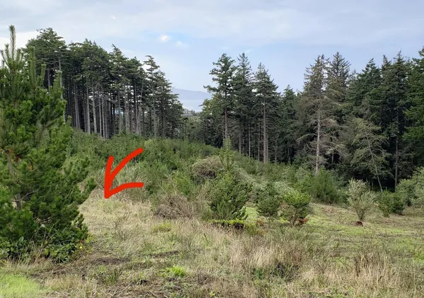 $90,000 | Lt 4-tl238 Lt 4-tl238 Manzanita Street, Tillamook, OR 97141