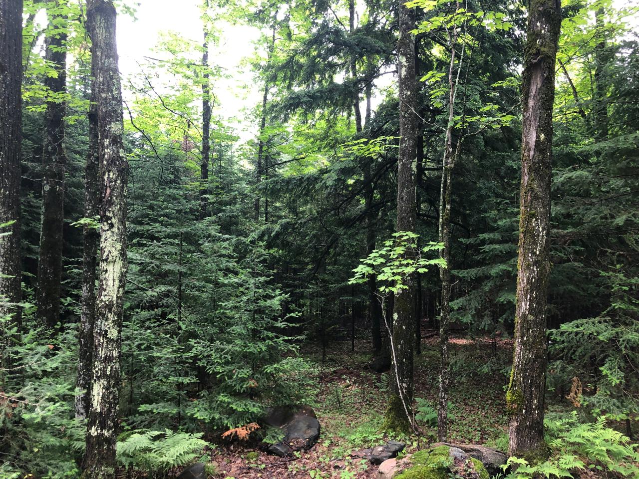 Lot #1 Columbus Lake Road, Unit ON Eagle River, WI 54521 - Photo 24 of 27 Gallery Image 24