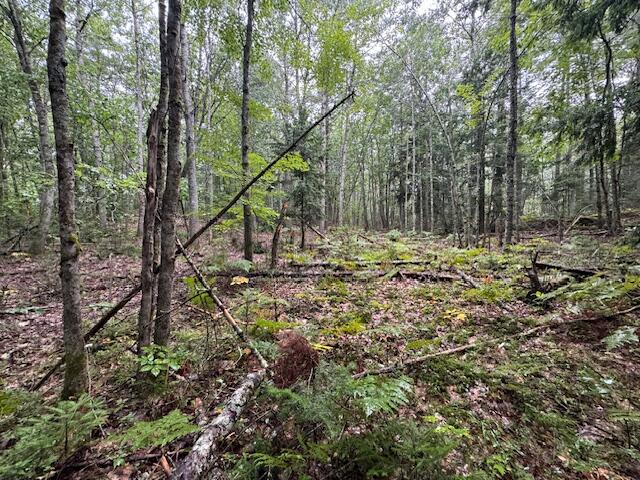 729 Rockland Road Jefferson, ME 04348 - Photo 5 of 5 #4- Clearing started for home
