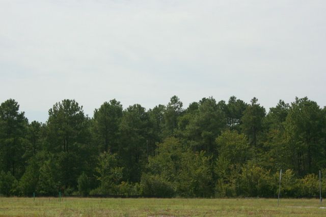 524 Winged Elm Street Loris, SC 29569 - Photo 6 of 11 Gallery Image 6
