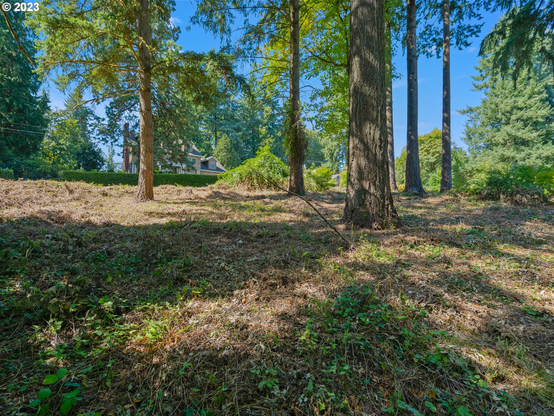 a view of a yard with plants and trees