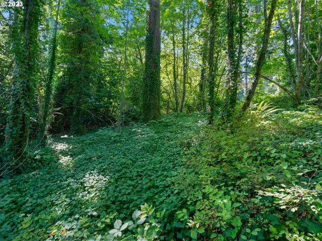 a view of a lush green forest