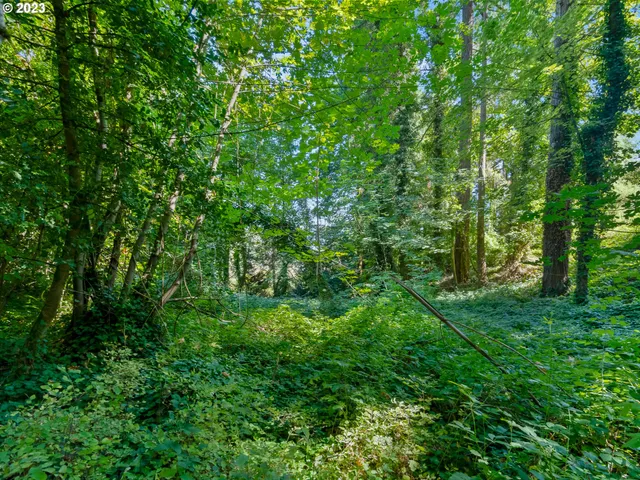 a view of a lush green forest