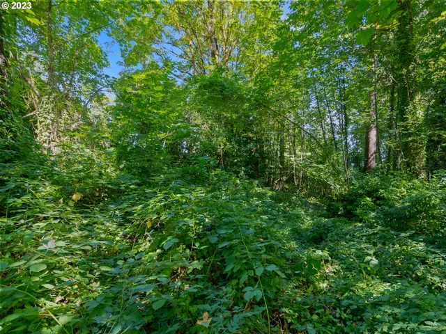 a view of a lush green forest