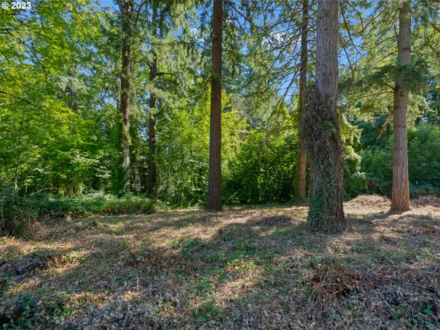 a view of a forest with trees