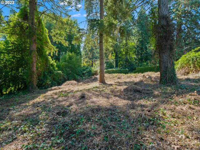 a view of a yard with plants and trees