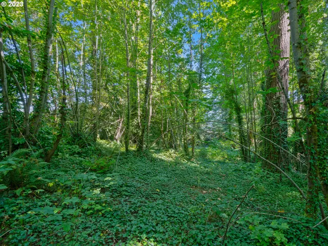 a view of a lush green forest