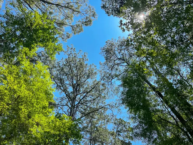 a view of a tree in a garden