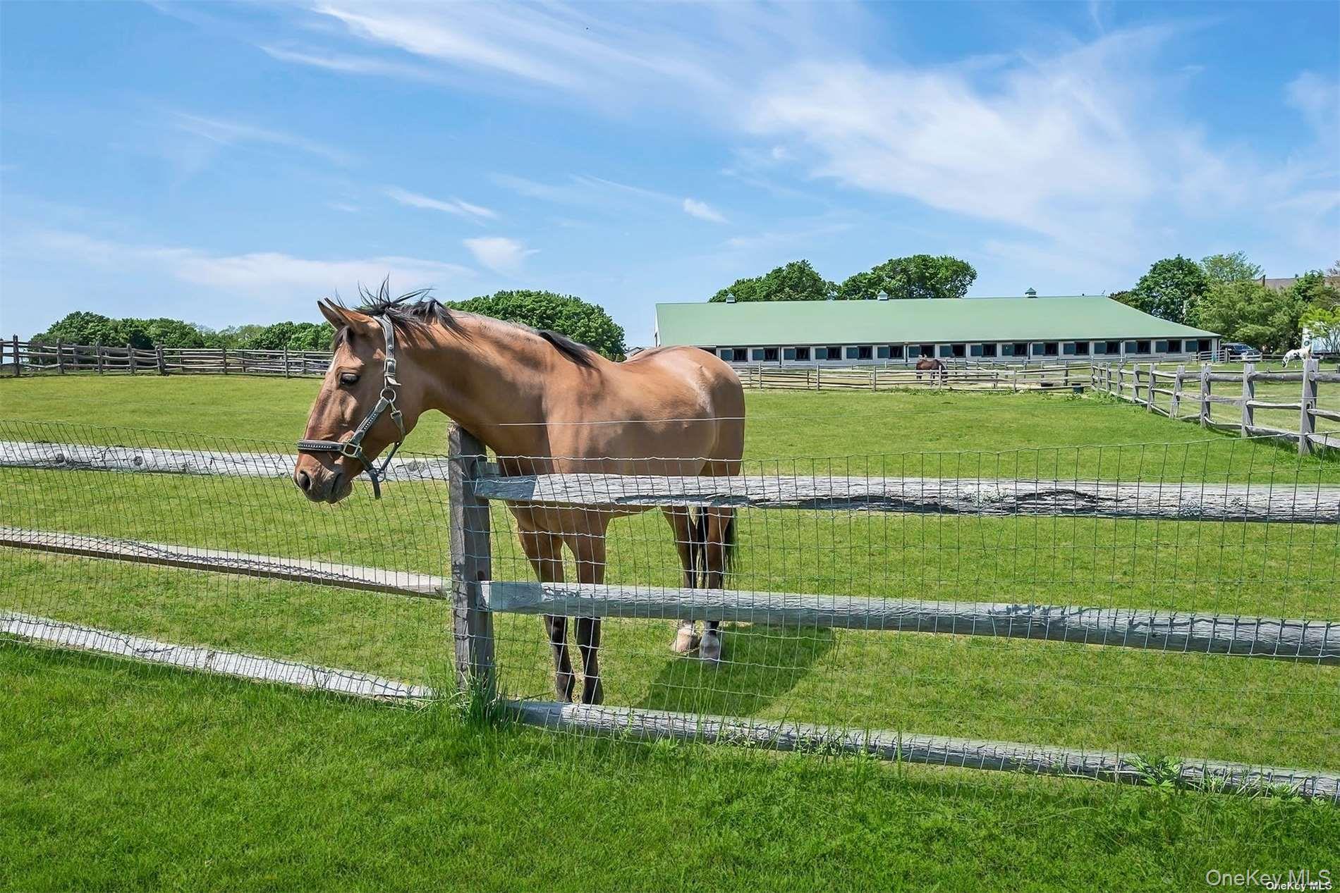 170 Vineyard Way Riverhead, NY 11901 - Photo 11 of 11 a view of a park with big yard and a large tree