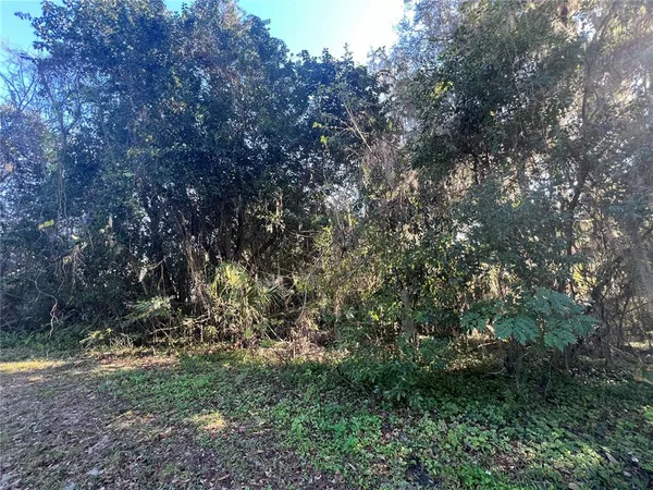 a view of a tree in a yard