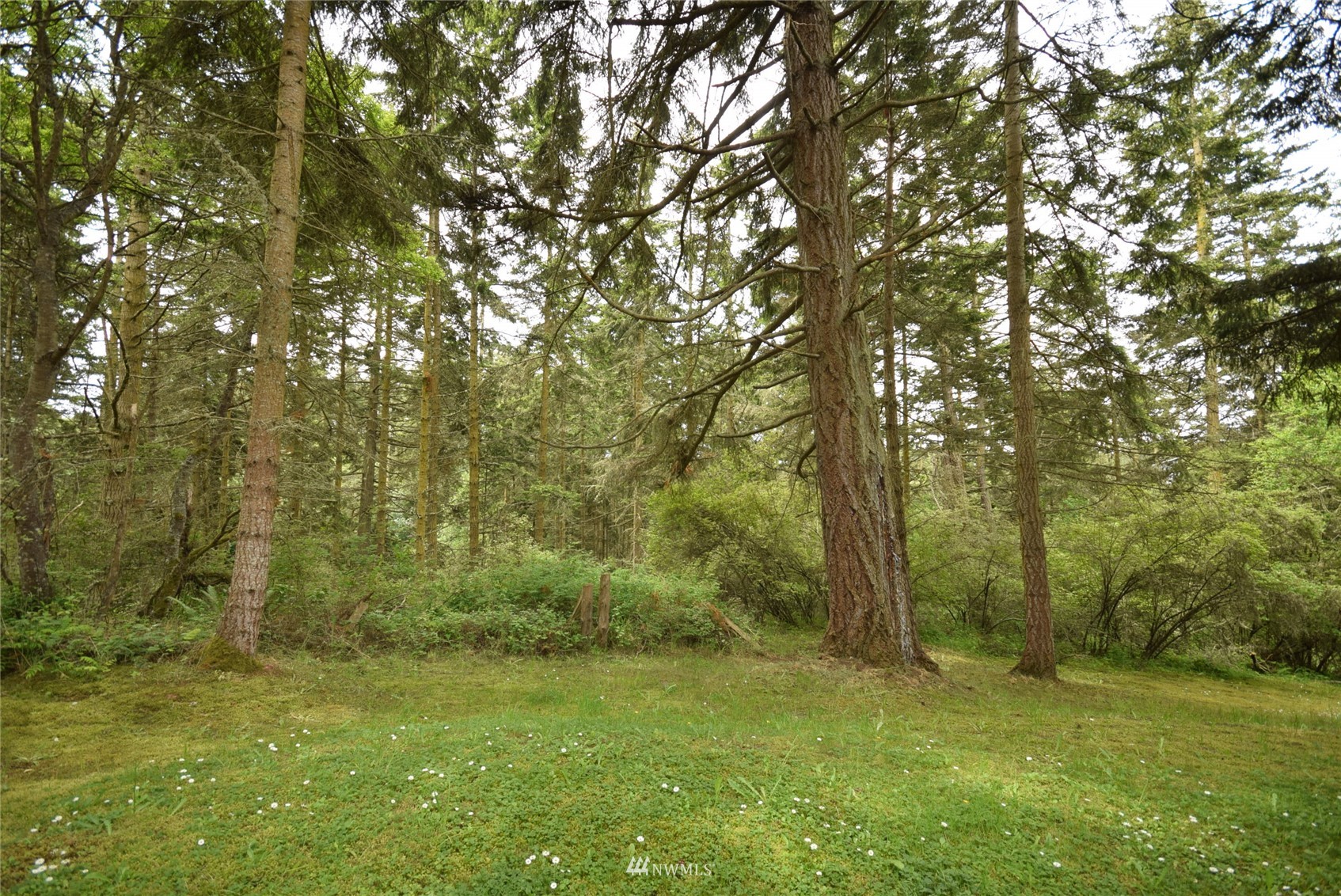 a view of a lush green space