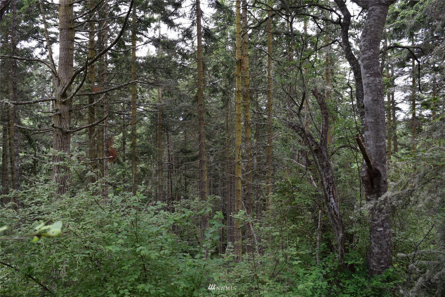 999 Cline Road Sequim, WA 98382 - Photo 19 of 22 a view of a forest with a tree