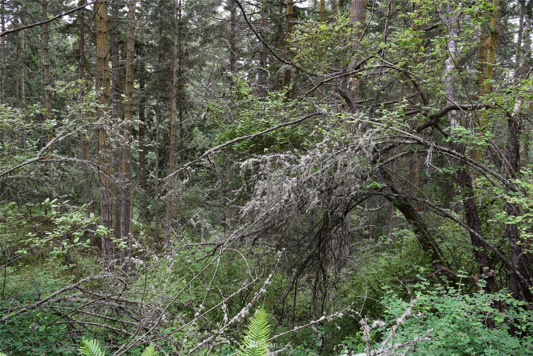 999 Cline Road Sequim, WA 98382 - Photo 21 of 22 a view of a yard with a tree