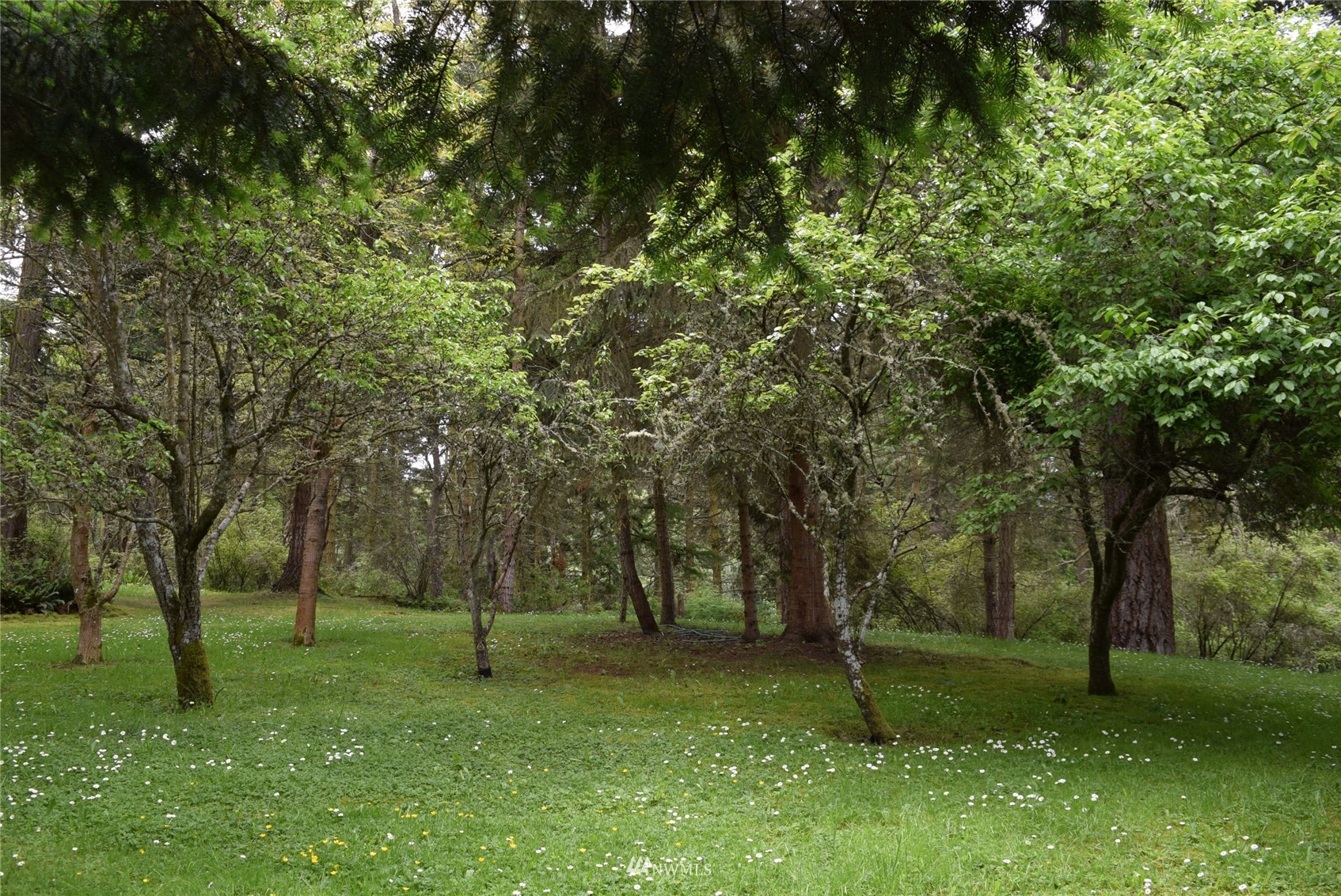 999 Cline Road Sequim, WA 98382 - Photo 6 of 22 a view of a park with large trees