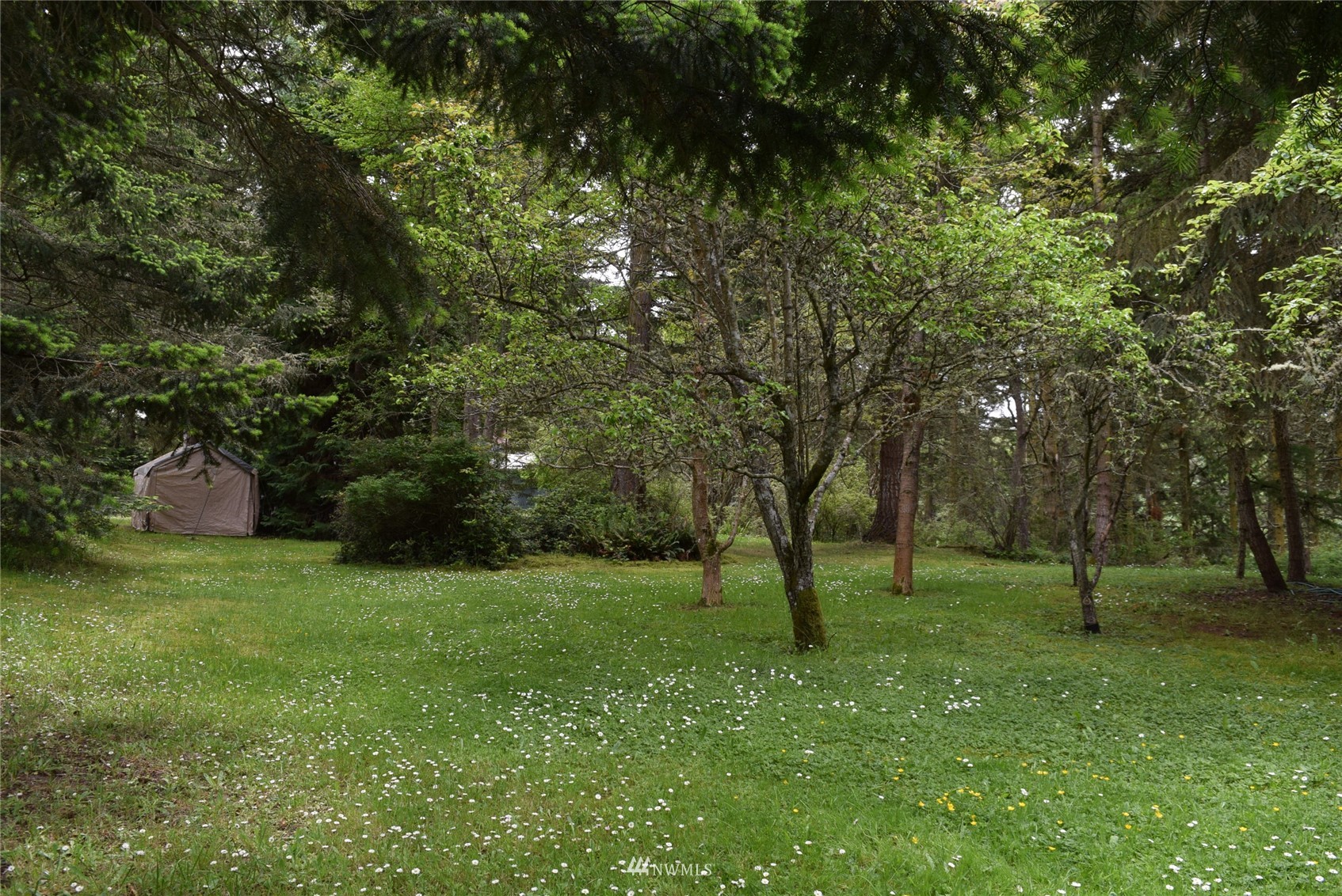 999 Cline Road Sequim, WA 98382 - Photo 7 of 22 a view of a tree in a park
