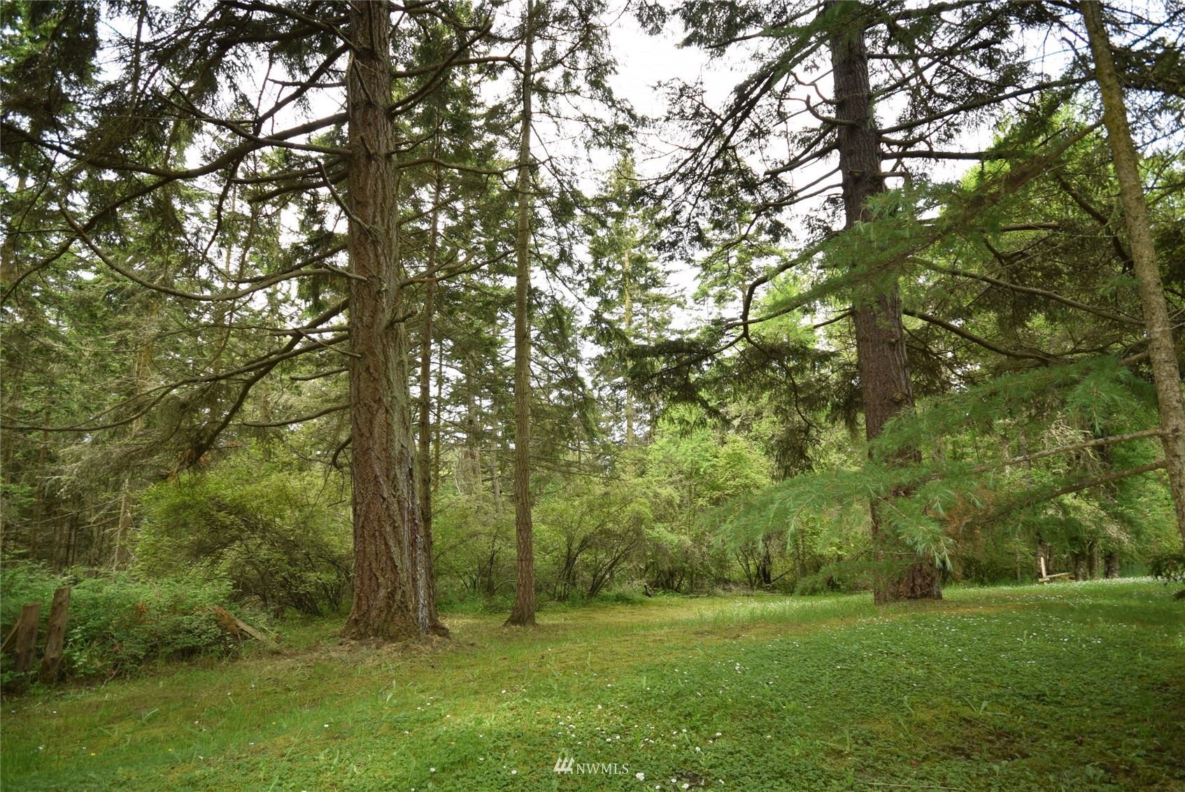999 Cline Road Sequim, WA 98382 - Photo 8 of 22 a view of a grassy field with trees in the background