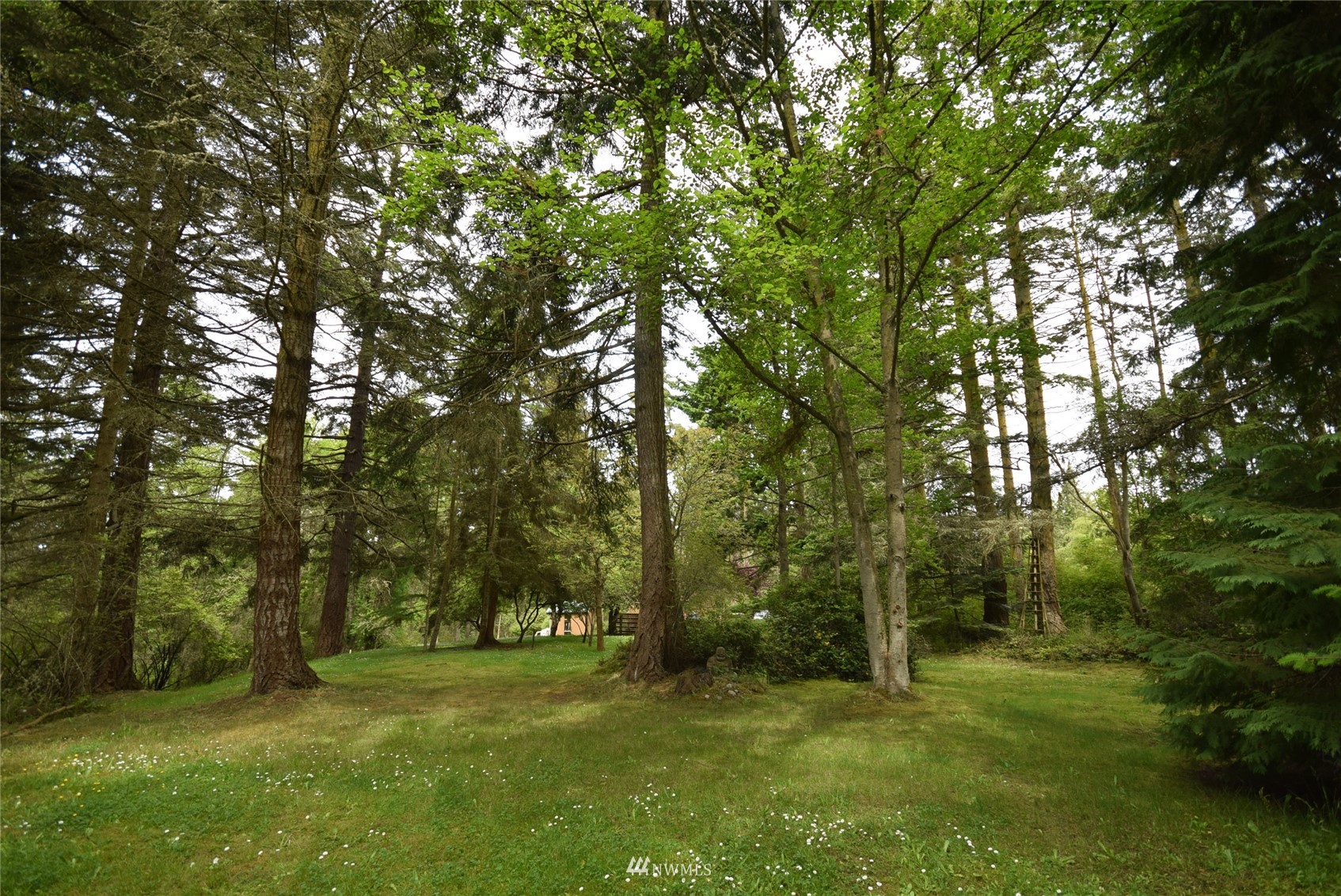 999 Cline Road Sequim, WA 98382 - Photo 10 of 22 a big yard with lots of green space and trees