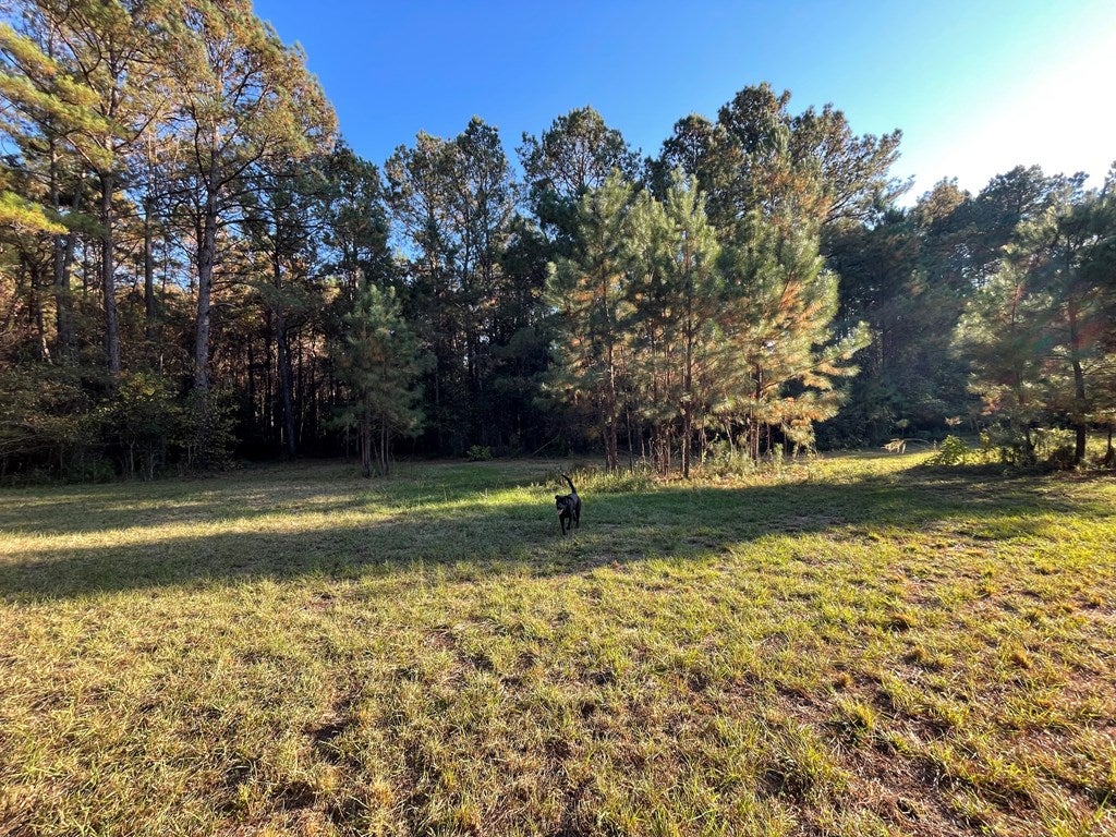 0 Bill Yance Road Webb, AL 36376 - Photo 9 of 15 Gallery Image 9