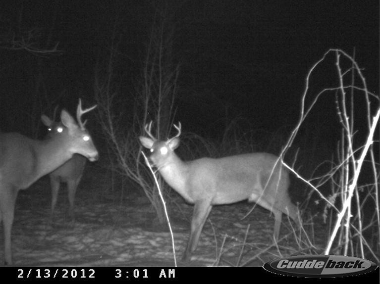 3838 Zeeb Road Dexter, MI 48130 - Photo 16 of 21 Look! More Deer!
