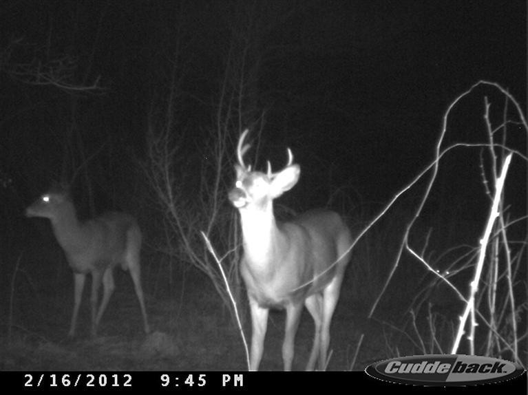 3838 Zeeb Road Dexter, MI 48130 - Photo 20 of 21 Look at the deer!