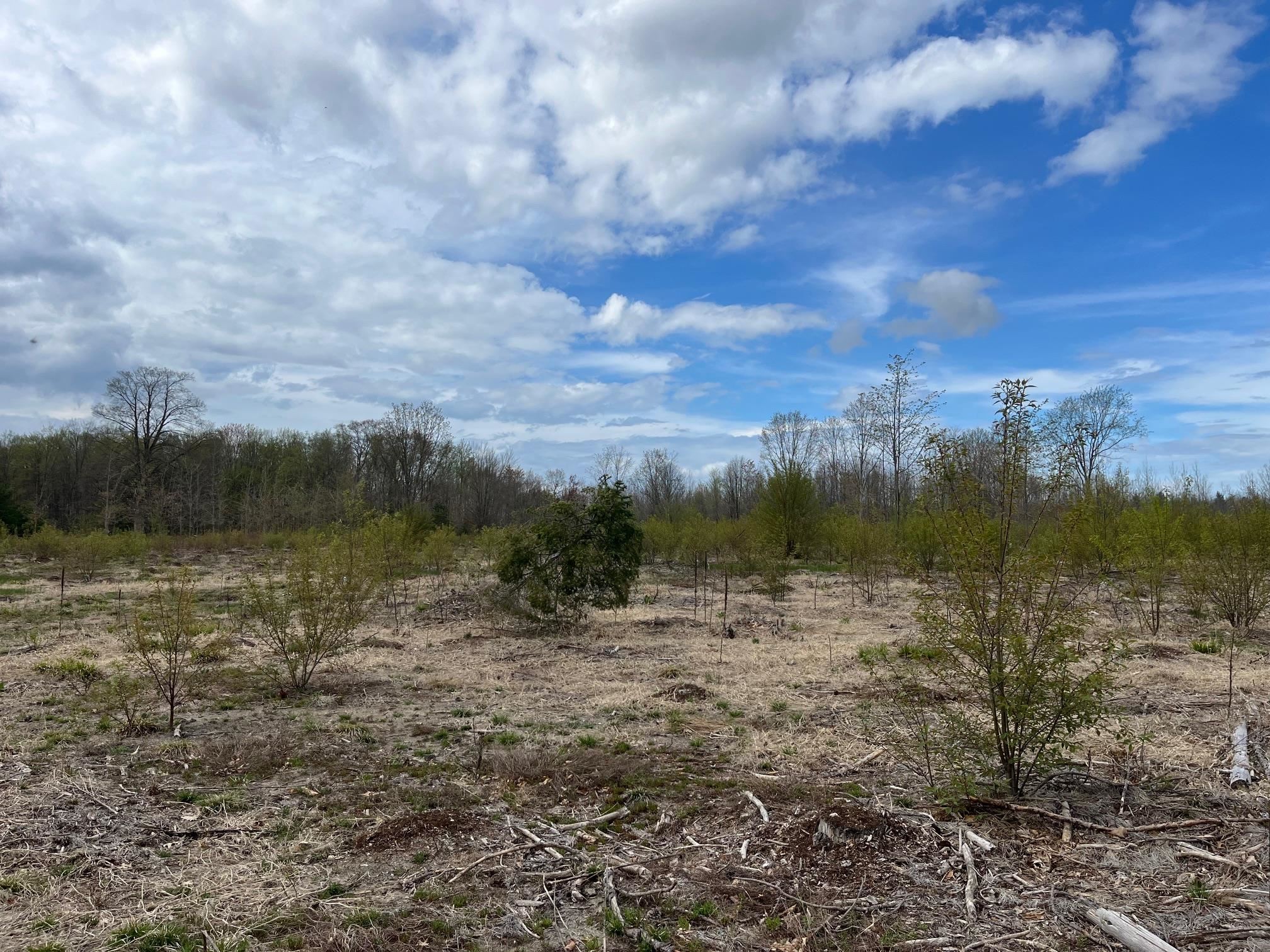 Carmean Road Interlochen, MI 49643 - Photo 15 of 16