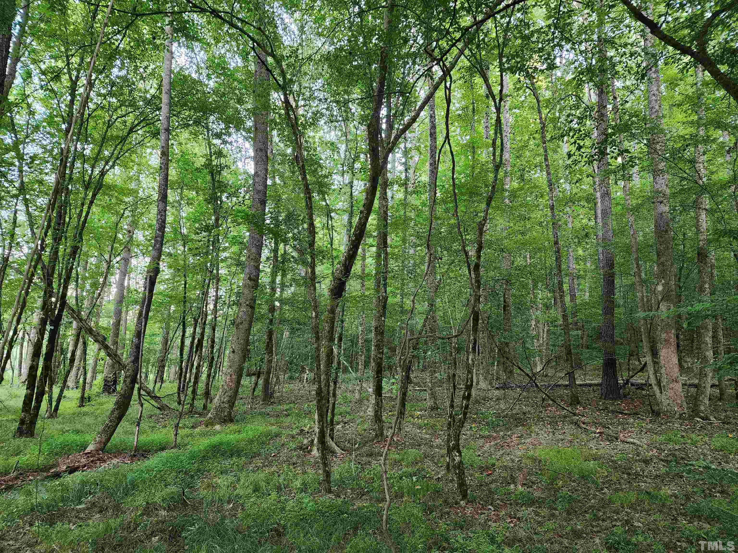 Eatmon Road Zebulon, NC 27597 - Photo 15 of 26 a view of a lush green forest