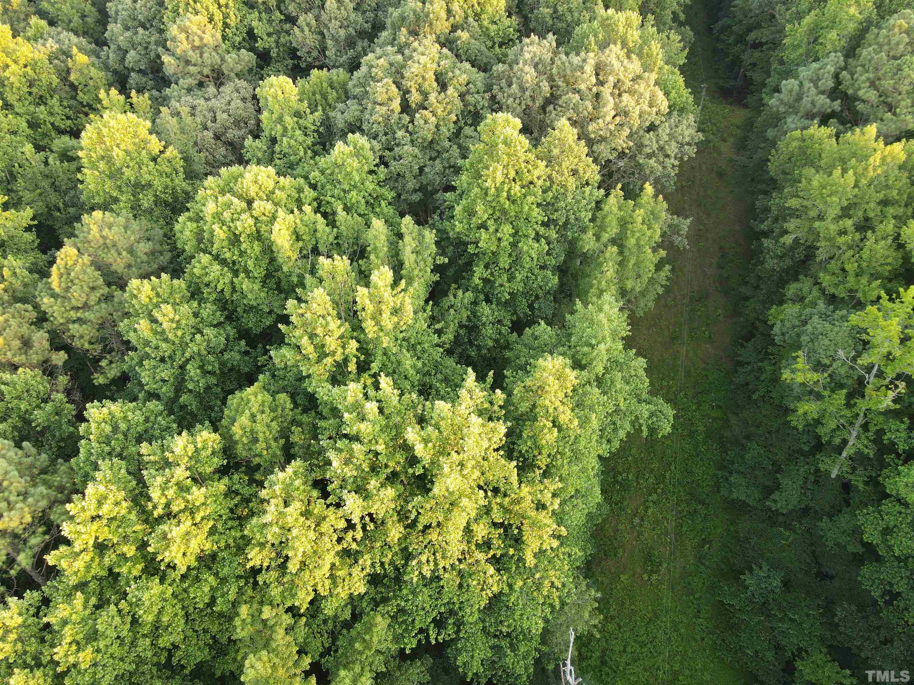 Eatmon Road Zebulon, NC 27597 - Photo 22 of 26 a view of a lush green forest
